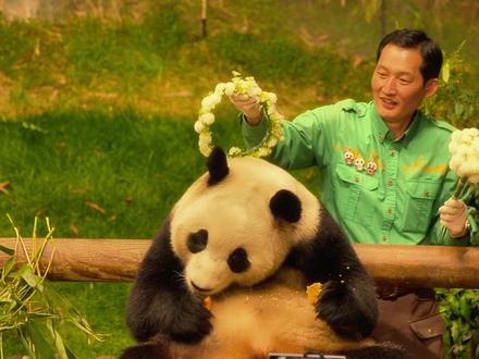 福宝与她的“爷爷”:一场跨越血缘与国界的爱 #福宝 #神奇动物在抖音 #青年创作者成长计划 #动物世界 #熊猫