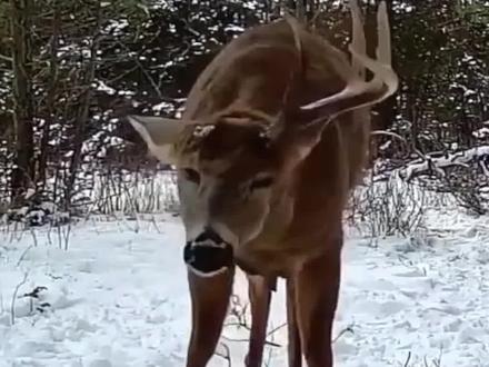 小鹿一低头,皇冠就掉啦。通常只有公鹿长有鹿角,驯鹿是唯一公鹿和母鹿都长角的鹿,但母鹿的角要小得多。@抖音青少年 #上西瓜看知识 @西瓜视频 #萌知计划