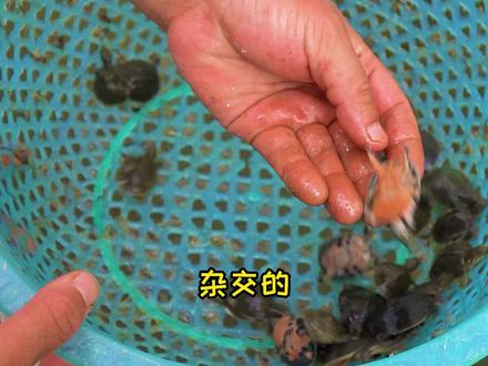 养殖甲鱼年入百万?#农业 #甲鱼苗