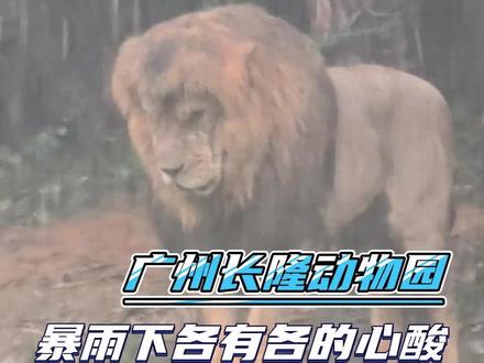 广州长隆动物园,暴雨天气真的各有各的心酸 #长隆野生动物园 #广州暴雨 #万万想不到 #动物