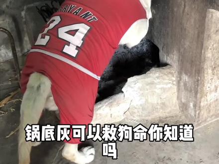 锅底灰在养狗中的妙用#养狗经验分享 #养狗人的乐趣 #新手养狗 #正能量传递 #养狗经验