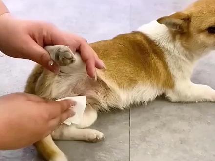 狗狗来大姨妈多久后可以配种#养狗知识#养狗