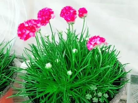 海石竹又叫棒棒糖,花期超长,只要不死就会一直开,花朵极其美丽。#我们都是追梦人