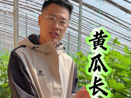 黄瓜长白毛、发烂怎么回事?#黄瓜菌核病 三个非常好用的配方!#黄瓜种植技术 #黄瓜病害防治 #大棚黄瓜管理 #黄瓜高产种植