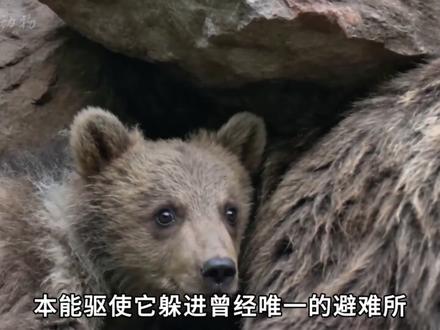 一场突如其来的山体崩塌,让小熊失去了母亲 #动物世界 #棕熊 #万物皆有灵性 #动物的迷惑行为 #神奇动物在抖音