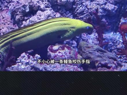 潜水员流“绿血” 为什么潜水员流出的血是绿色的?#万物杂志