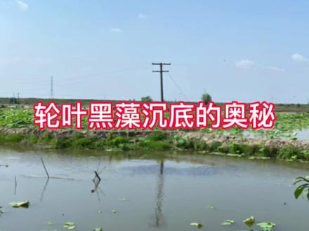 好草娇贵难养护,容易漂浮和烂根。#水产养殖 #轮叶黑藻