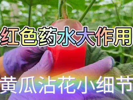 黄瓜沾花药,加快黄瓜膨瓜速度,拉直黄瓜,一种植物激素调节剂,作用可不小#抖音助农 #农业种植 #黄瓜种植
