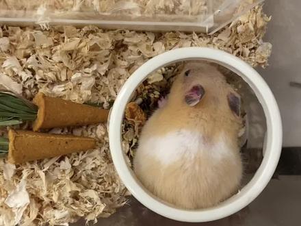 之前答应更新的挑选仓鼠粮总结来了,仅仅是个人看法,希望能帮助到一些小伙伴😘#仓鼠 #鼠鼠我呀