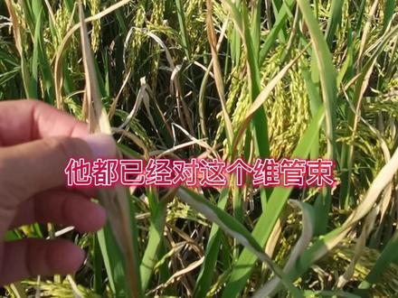治好也是残废的,细菌性白叶枯危害田间症状…此非最严重情形。#农业 #三农 #水稻 #抖音助农 #新农人计划2021