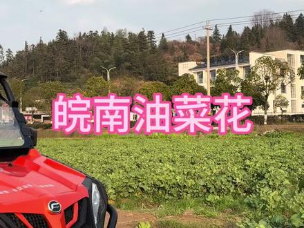 皖南油菜花 来皖南看油菜花,我们给你做攻略。。。。#让骑行成为一种生活 #黄山马会