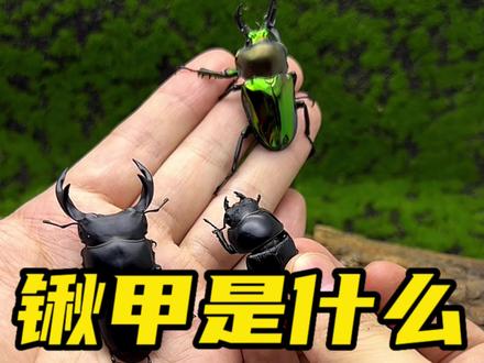 锹甲是什么?也称锹形虫 夹夹虫#甲虫 #锹甲 #奇趣自然 #昆虫 #奇妙的动物