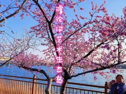 免费打卡石家庄版“桃花岛”,桃花正在盛开,开车需要停车费,还有蓝色沙滩和大黄鸭#石家庄滹沱河艺术生态岛 #石家庄赏花地推荐 #这么近那么美周末到河北 #河北文旅