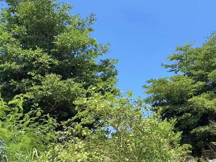种菜养花养疯了的我最近因为托鲁巴姆树都快魔怔了.#嫁接砧木#嫁接茄子🍆#托鲁巴姆砧木 #随拍 #种菜