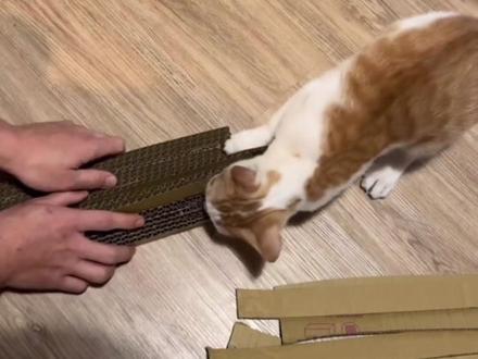 还有这种自制猫抓板的神器,家里的快递箱子有用了#猫抓板 #DIY