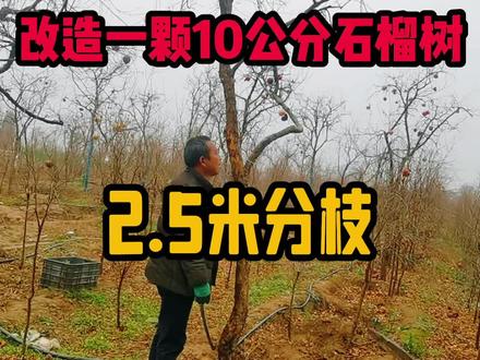 改造一颗高杆突尼斯软籽石榴树,2.5米分枝,树型漂亮@##突尼斯软籽石榴 #果树种植管理 #突尼斯软籽石榴树修剪技术 #石榴树管理
