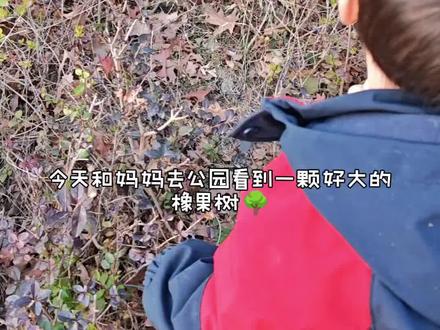 掌心托起一座迷你森林,橡果小人排排坐,绿芽悄悄探头。孩子的小手捧着自然的魔法,专注里藏着整个世界的温柔。和妈妈一起制作橡果摆件啦!#亲子手工 #治愈日常#创意生活 #儿童手工
