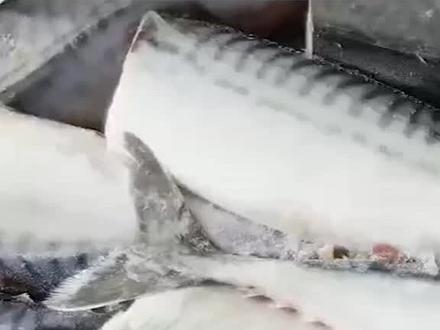 228_为什么市面上的鳕鱼都没有鱼头?#鳕鱼#科普#涨知识