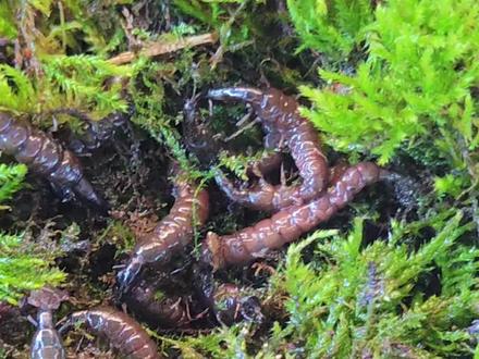 石蚕钓鱼挂钩的方法与沙蚕钓鱼挂钩的方法类似,需要将石蚕从腹腔穿入,旋转并挂牢,同时不能露出钩尖。钓完后,可以将石蚕放入木盒中,埋到沙子里,避免晒死。除了用石蚕作为钓饵,野钓过程中,如果你的钩比较大的情况下,一般就一钩挂一条,一条比较大的石蚕,最多可钓四五条鱼,直到身体里面的肉被鱼啃食干净为止。如果钩比较小,可以选择将石蚕分成两半来做钓,效果也是非常不错。
为什么这种虫子相当诱鱼呢?除了它是活性诱饵,通过身体的蠕动招来鱼之外,最主要的一点就是它身体里含有某种信息素,这种信息素在河里能传播很远的地方,对于鱼类来说,它是无法抗拒的,从这一点来看,它也也跟子了很像。因此,石蚕也被当地人称为另类子了。在冬季野钓中,大多数人也都开始用这种石蚕来做钓,据观察,效果非常不错,很多之前一天只能钓半斤左右的,现在都能钓个好几斤了。#石蚕 #石蚕钓鱼 #石蚕饵料天花板