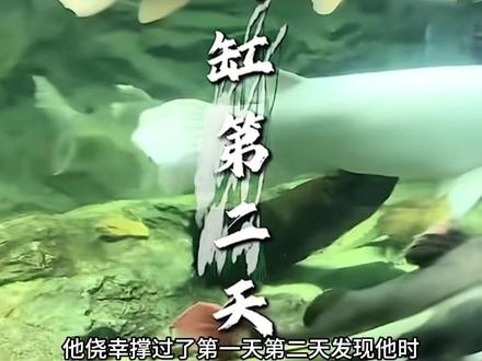 物竞天择 适者生存!强者恒强,大起大落后带着曾经的狂傲再次成为后起之秀!时过境迁后是怎样的心境?好的故事值得重复#刀疤锂 #暖心阿哲 #刀疤锂饲养员阿宇 #动物逆袭 #青年创作者成长计划