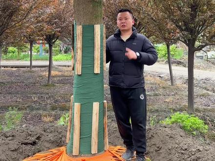 人工培育的金丝楠木树是属于个人的。可以买卖。#金丝楠木树苗 #金丝楠木