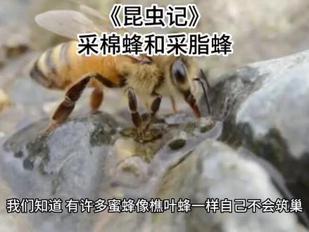 《昆虫记》采棉蜂和采脂蜂