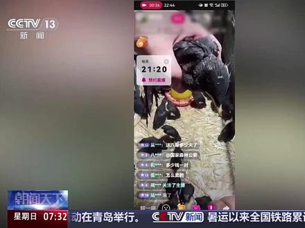 【严打!#网络主播公开卖受保护鸟类 】#快递违规运鸟标注死了不管 小鸟因无价值被留捕鸟网上风干了# 现在,互联网成为野生鸟类“黑灰产业链”蔓延的新空间。八哥、渡鸦、伯劳等“三有”保护动物和国家二级保护动物,甚至有一些猛禽,在直播间都有销售。有些鸟贩还建了群,将逮到的野鸟编号展示并进行拍卖。一些涉及野生鸟类买卖的视频中,还刻意加上“爱鸟护鸟”“自家繁殖”等标签,试图打消购买者疑虑。
此外,我国《邮政法实施细则》明确规定:禁止寄递或者在邮件内夹带活的动物,但鸟贩们仍声称可以通过快递向全国发货。记者在宠物店尝试购买发现,小鸟被成功寄到了记者选定的野生动物保护站,但货物名称是“肉禽蛋类”,下面还有备注:死了不管…… (来源:央视新闻)#媒体精选计划