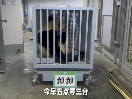 在日本生活的最后两只大熊猫安全回国 #大熊猫蕾蕾晓晓