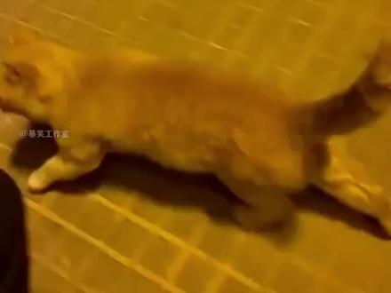 昂,你再说… #猫语