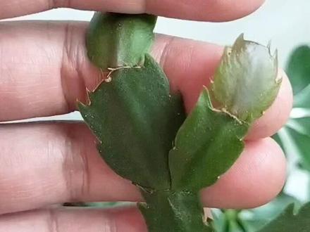 蟹爪兰不开花就掐新叶,其实养不好就是掐了也不会开,主要是得到花期,还要养好!#蟹爪兰开花啦 #花卉绿植 #养花小知识