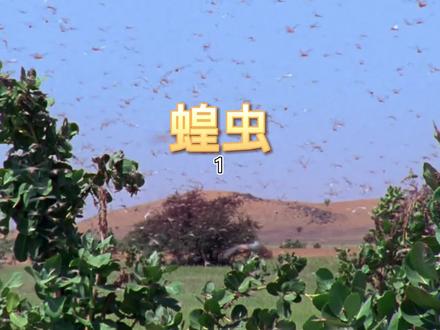 它们是三灾之一的“蝗虫”,你知道它们具体的危害和防治方法吗1