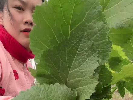 纯天然绿色无污染,每年必备野菜#自己种的纯天然的绿色蔬菜