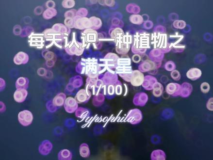 满天星的花语是:“清纯的守望”#满天星#花语 #情感共鸣