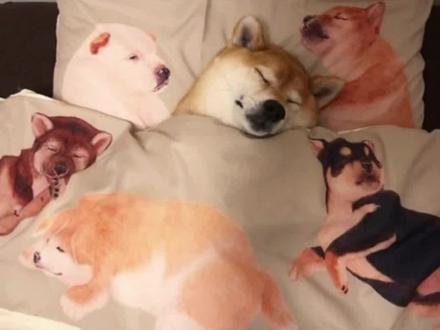 白化红开箱视频#白化红玉米蛇 #异宠 #爬宠 #开箱视频 #玉米蛇