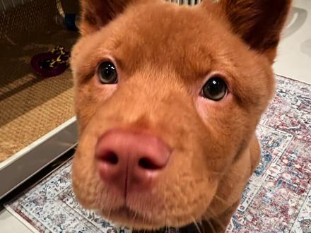 胐朏的狗牌🐾
#五红犬 #狗牌
