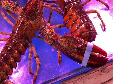 一分钟教会大家小波龙辨别公母😊