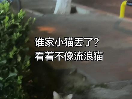 谁家小猫丢了?老是想往马路上跑,好危险#猫🐱