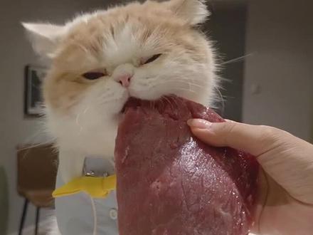 带你们看看如何把一只猫咪喂胖!请把耳机音量调大~#萌宠 #猫 #吃播