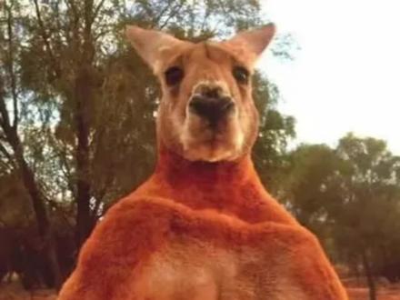 一个来自袋鼠的自述#动物世界 #搞笑 #袋鼠@抖音小助手