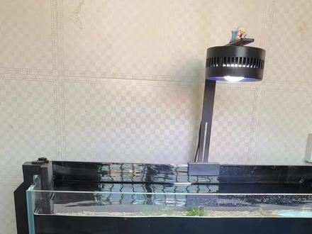 虹吸背包启动步骤 第一步:鱼缸的水位加到破虹口以上,快到达除油膜的位置
第二步:水泵仓加水,不要加太满,留一点空间给鱼缸第一步溢流水体用,等运行成功后关泵再加满。
PS❗(加完水记得给水泵底吸头排空气,把水泵侧放或者头朝上,底吸头的空气就出来了)
第三步:关闭总下水开关,打开橡胶塞,给背包灌满水,至关重要,不要把微调阀关死。不要灌完水就去打开总下水开关。
第四步:打开水泵,灵感鱼水泵默认第一次启动是99档,继续加档位就会变成1档,长按可以快速加减档。25mm虹吸背包要开到1500流量才能复吸。32mm虹吸背包要开到3000流量才能复吸。
第五步:水位到达除油膜之后就打开总下水开关。接下来就是通过微调阀去调节鱼缸水位。正常水位是在除油膜的1/2处下面一点点。可以看视频
第六步:测试断电重启。能否正常复吸。如果无法复吸,说明下水流量太小,空气排的太慢了。