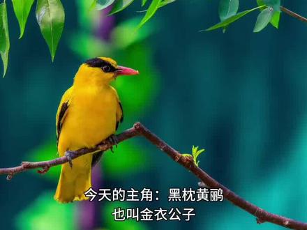 都听说过却很少见到的鸟——黑枕黄鹂 #观鸟 #鸟类 #黄鹂鸟 #螳螂捕蝉黄雀在后
