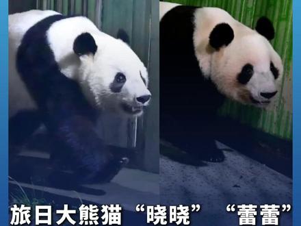 #旅日大熊猫“晓晓”“蕾蕾”入住熊猫中心雅安基地 表情十分“安逸”