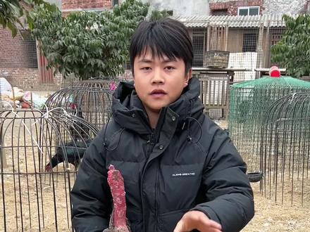 咱们看看,用打料能不能7天把这个小鸡喂红@小娟娟-精选🐔 #高质量斗鸡 #斗鸡爱好者 #斗鸡养殖技术