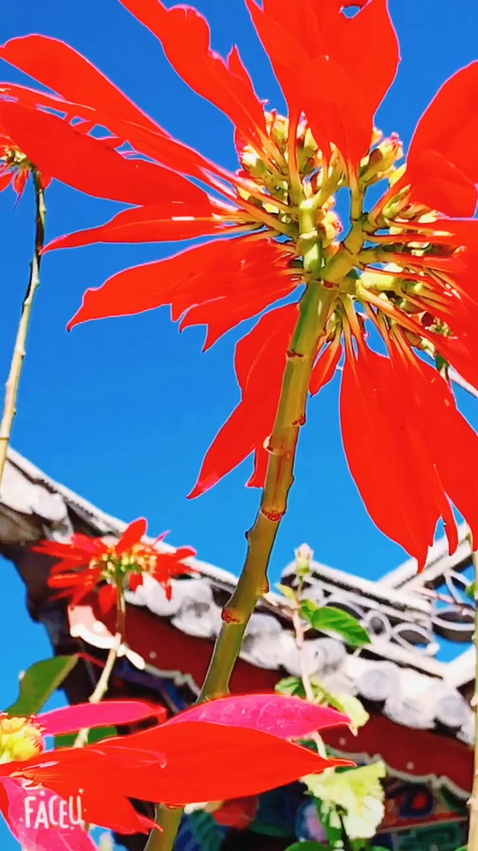 什么是夏花_黄河英雄中的夏花是什么人