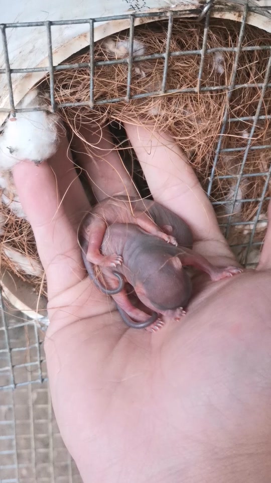 母松鼠叫声_母松鼠叫声呼叫同伴_母松鼠叫声音 - 抖音