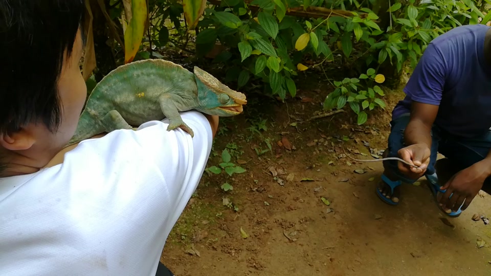 变色龙吐舌头是什么意思