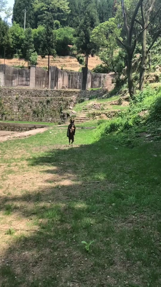 小旋风巡山表情包gif