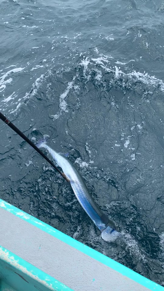 鹤针鱼是淡水还是海水