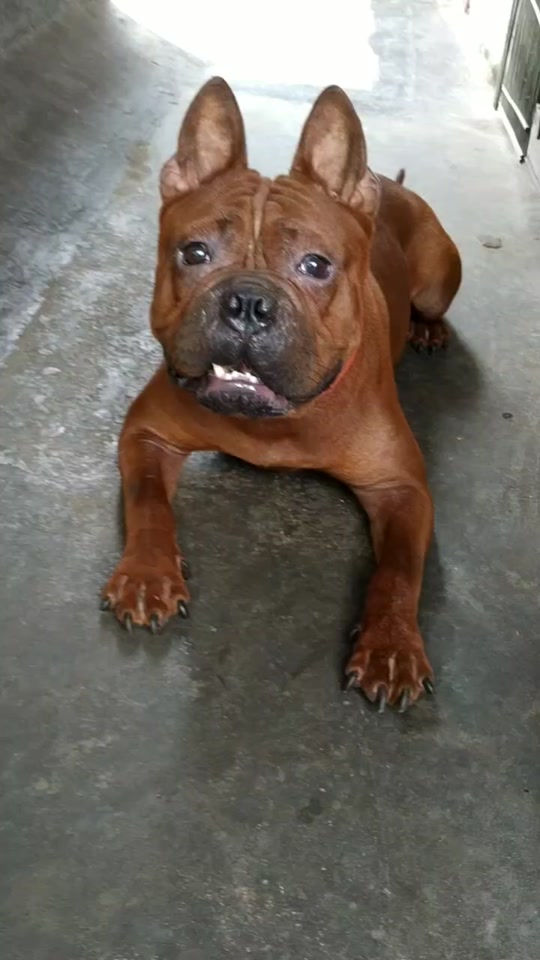 川东猎犬的缺点