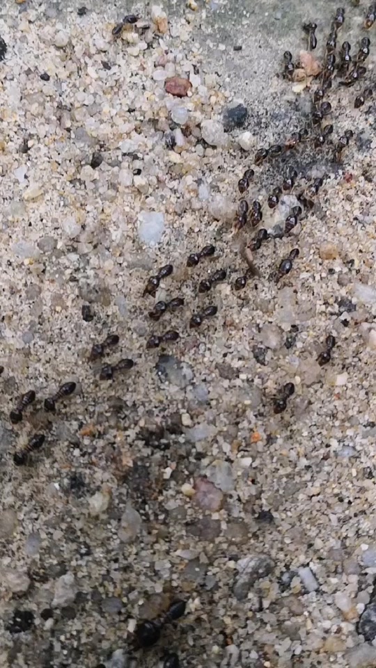 太空蚂蚁排队走路